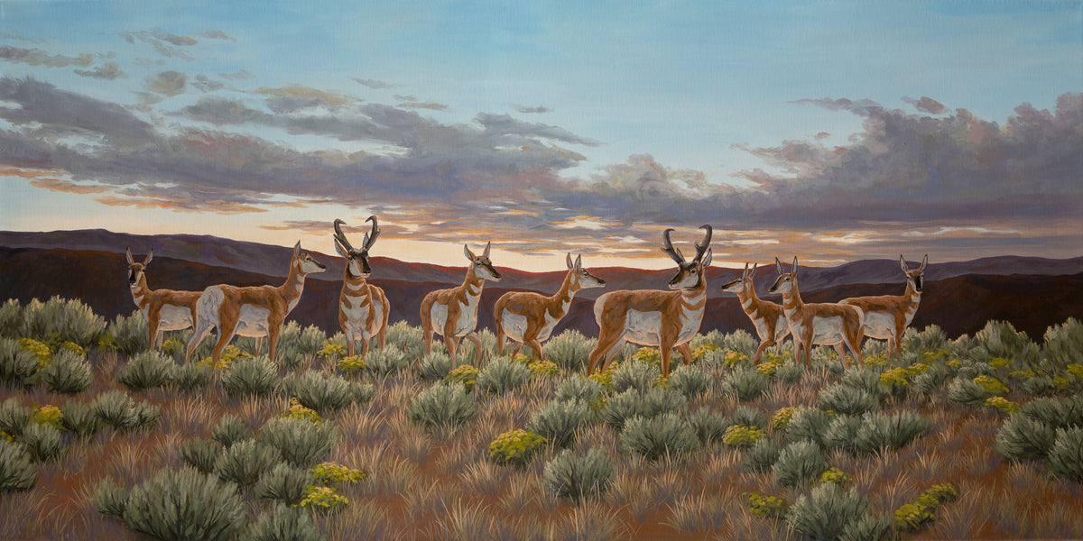 "Pronghorn Country" Standard Giclée - Gentry Scott Wildlife & Fine Art