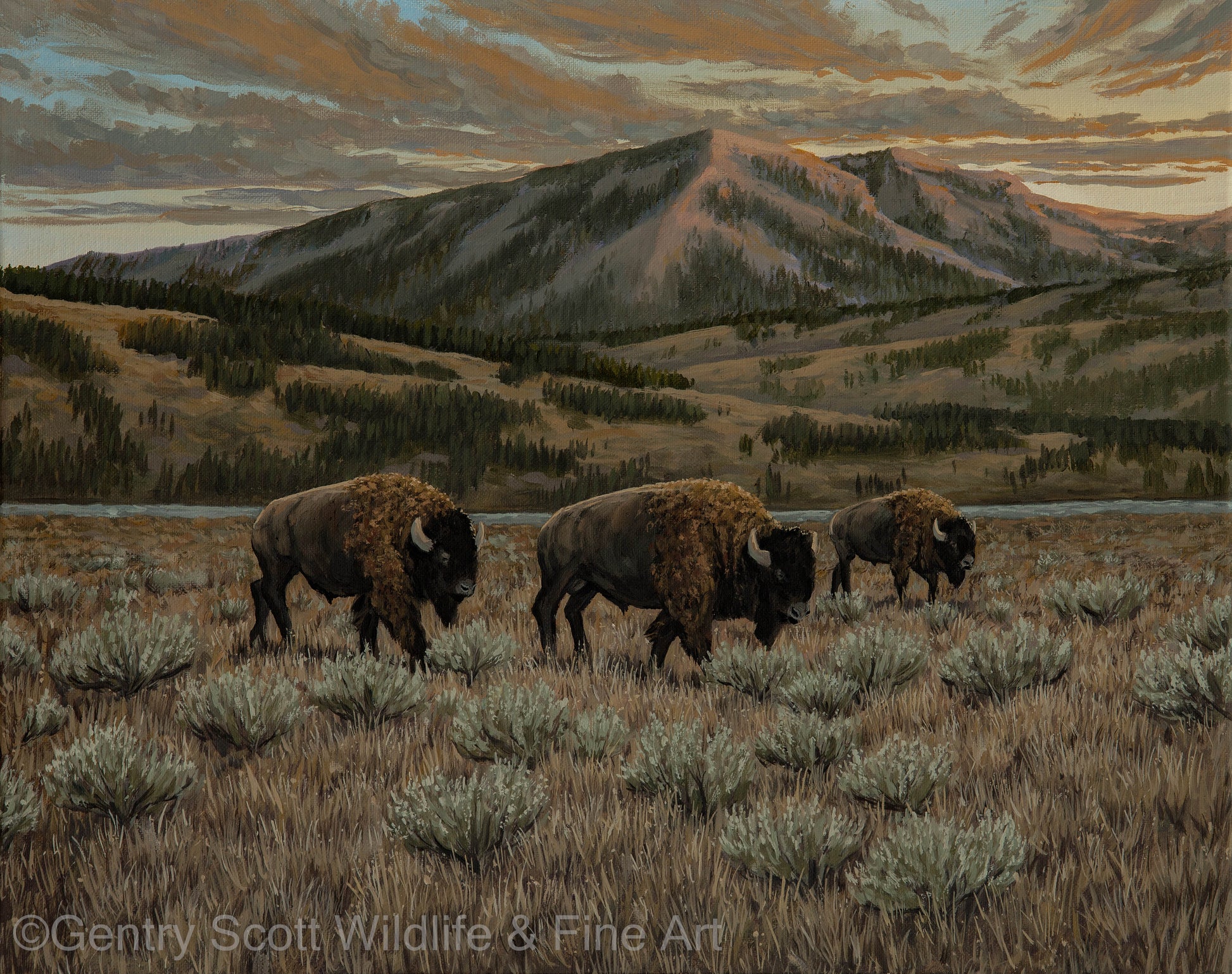 "Evening March" Premium Giclée - Gentry Scott Wildlife & Fine Art