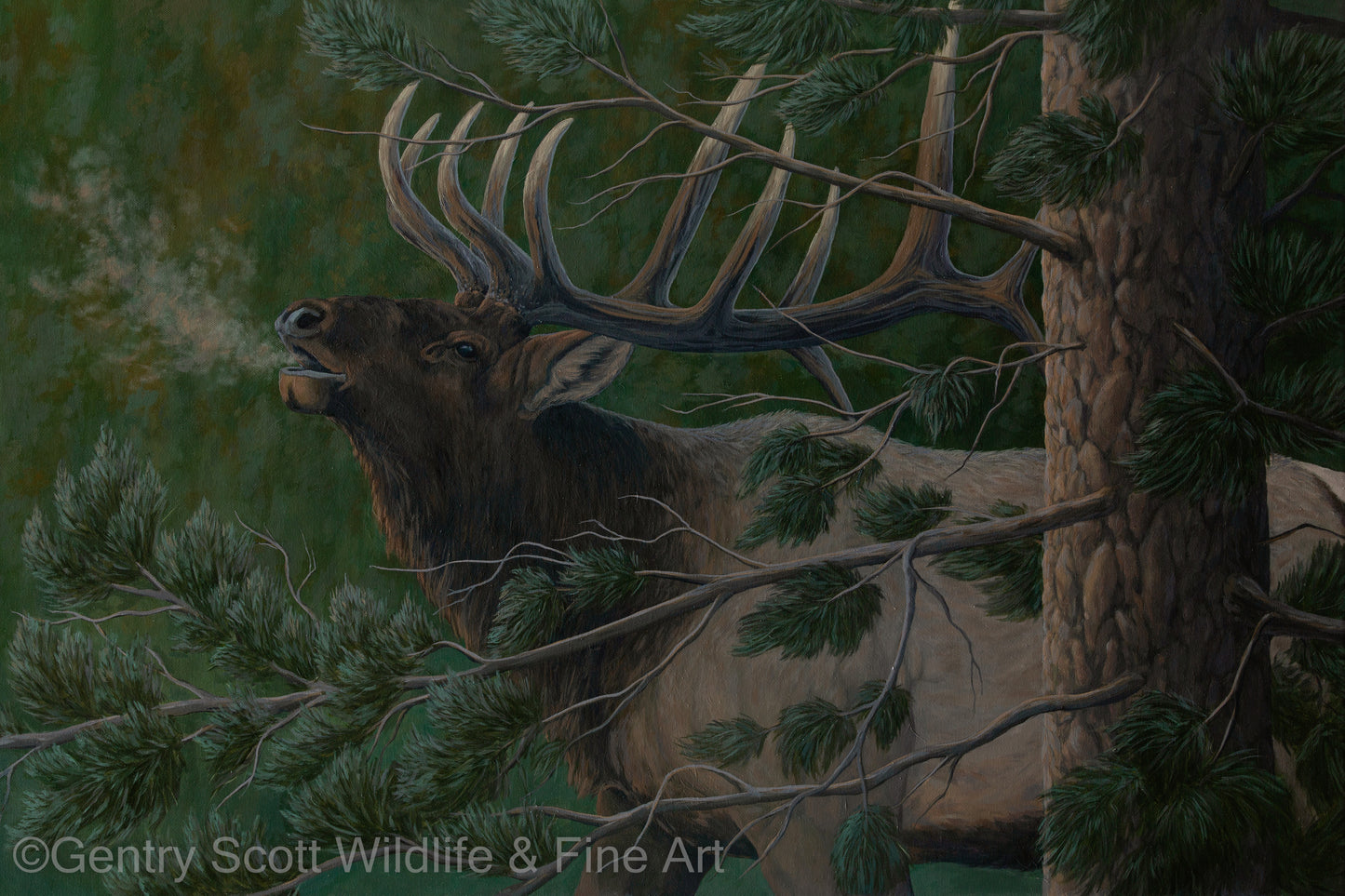 "September is Calling" Standard Giclée - Gentry Scott Wildlife & Fine Art