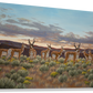 "Pronghorn Country" Standard Giclée - Gentry Scott Wildlife & Fine Art