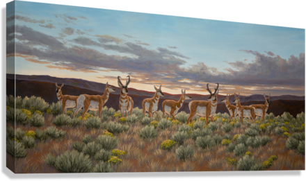 "Pronghorn Country" Standard Giclée - Gentry Scott Wildlife & Fine Art