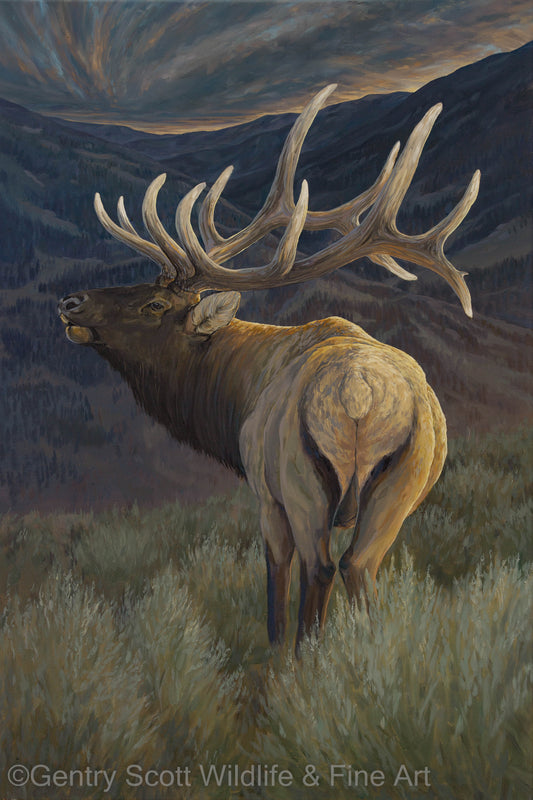 "Manti-La Sal Bull" Standard Giclée - Gentry Scott Wildlife & Fine Art