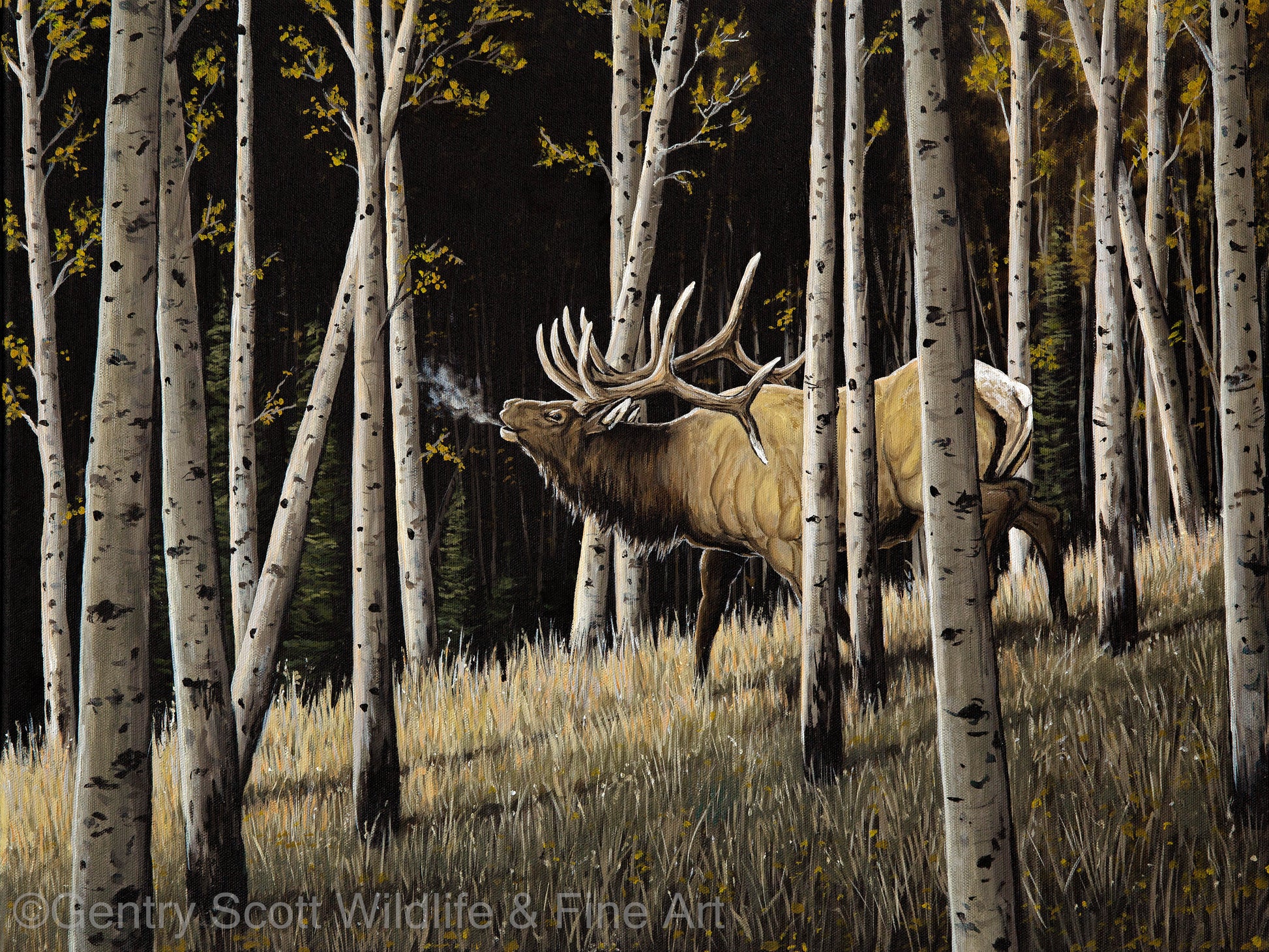 "Bugles Through the Aspens" Standard Giclée - Gentry Scott Wildlife & Fine Art