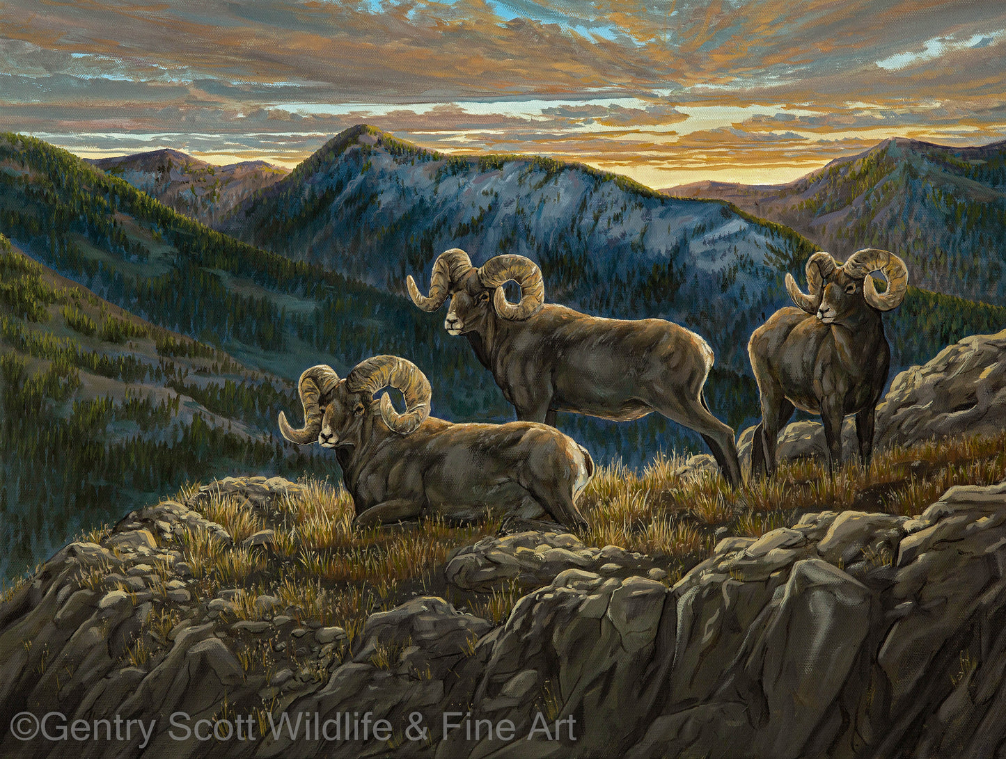 "High Country" Premium Giclée - Gentry Scott Wildlife & Fine Art